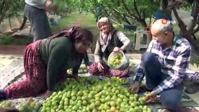 kayisi bahcesi -  Mersin'de kayısı hasadı başladı  Videosu