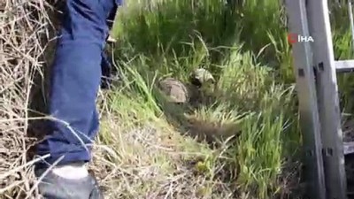 kuyular -  Su kuyusunda mahsur kalan 17 kaplumbağa ölmek üzereyken kurtarıldı  Videosu