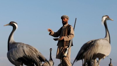 hayvan severler -  | Savaşın gölgesinde ayakta tutulmaya çalışılan meslekler: Bir Afgan avcının turna avı  Videosu
