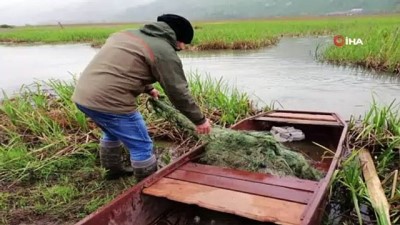 kacak avci -  Balık için kurdukları ağda kuşlar can veriyor  Videosu