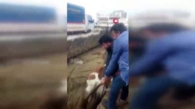  Bataklık faciasında acı detay...Çukura daha önce bir ineğin saplandığı ve vatandaşlar tarafından kurtarıldığı ortaya çıktı 
