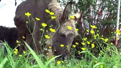 hayvan severler -  Ölüme terkedilen sahipsiz eşeğe belediye sahip çıktı  Videosu