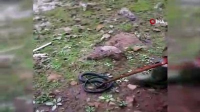 kahkaha -  Sosyal medyada yoğun ilgi gördüler... Tehlikeye aldırış etmeden kayalıklara sıkışan yılanı böyle kurtardı  Videosu