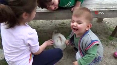 hayvan sevgisi -  Kedi ile tavşanın dostluğu görenleri şaşırtıyor  Videosu