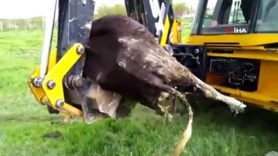 yasli kadin -  Yaşlı kadın sulama kanalında telef olan ineği için dakikalarca ağladı  Videosu