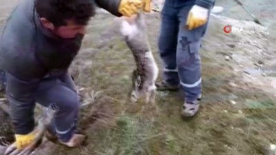 kuyular -  Eski kireç kuyusuna düşen tavşan kurtarılarak doğaya salındı Videosu