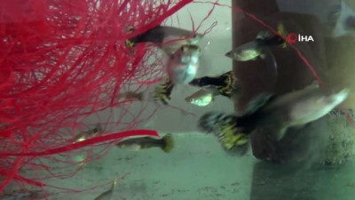 akvaryum baligi -  Kadınlar ev ekonomisine süs balığıyla katkı sağlıyor  Videosu