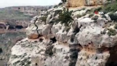 keci -  Karlı havada yamaçta mahsur kalan keçiyi 6 saatte kurtardılar  Videosu