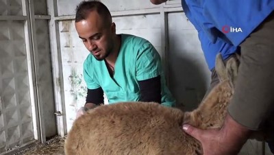 dag kecisi -  Kayalıklardan düşen dağ keçisi tedavi altına alındı  Videosu