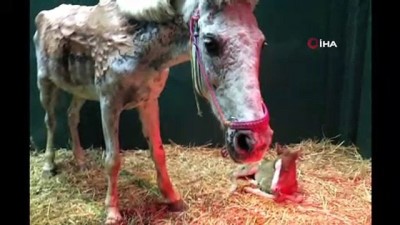  Büyükada yangınında ağır yaralanan at, doğum yaptı 