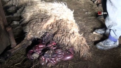 bobrek hastasi -  Kurtlar ağıla girdi 79 koyunu telef etti  Videosu
