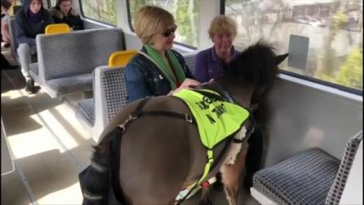 metro istasyonu - Rehber poni görev başında! Özel eğitimli atlar görme engellilere yol gösteriyor Videosu