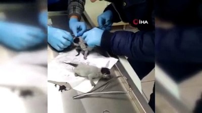 kordon -  Yapışık dördüz yavru kediler ameliyatla birbirinden ayrıldı Videosu