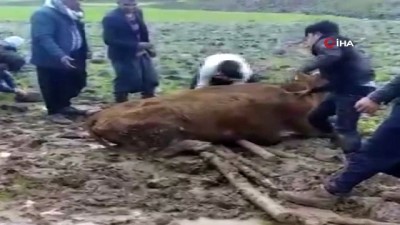  Çamura saplanan inek için köylüler seferber oldu 