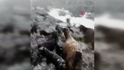  Karlıova'da keçi ve oğlakların karla mücadelesi 