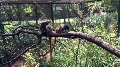  Sakallı maymunların ikinci yavru heyecanı 