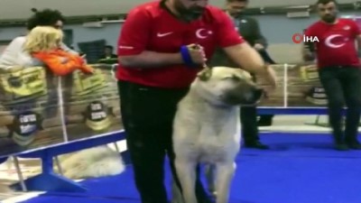  Sivas’ın Kangalları Dünya şampiyonu oldu 
