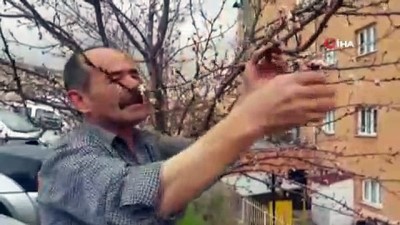  Soğuk hava kayısıyı vurdu 