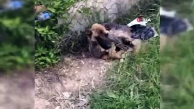 hayvan severler -  450 kilometre yol gelip, iki köpeği ölmek üzereyken kurtardılar  Videosu