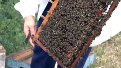 cicekli -  'Arı ölümlerinin nedeni iklim değişikliği değil, bilinçsiz ilaçlama'  Videosu