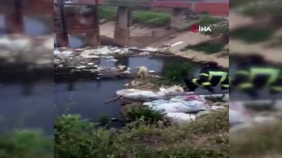  Kanalda mahsur kalan köpeği itfaiye ekipleri kurtardı 
