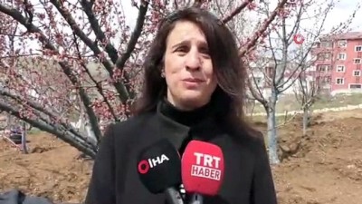 hava sicakligi -  Yozgat’ta kayısı ve badem ağaçlarını don vurdu  Videosu
