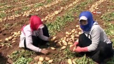  Adana'da patates hasadı başladı...Patates tarlaları havadan görüntülendi 