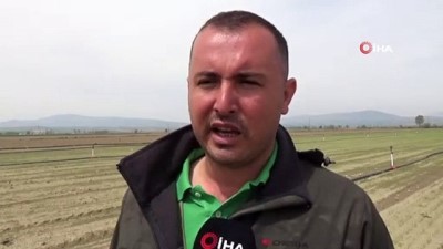  Amasya'da soğan dikim alanı yüzde 30 arttı 