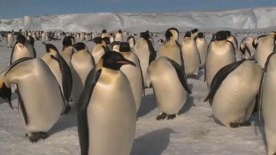 Antartika'da nesli tehlike altındaki imparator penguenler 