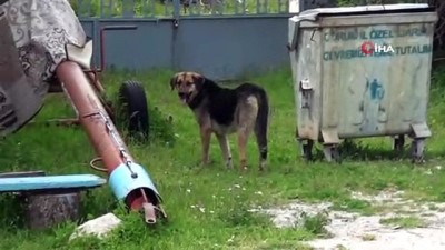  Köpeklerin saldırdığı yaşlı kadını ölümden komşuları kurtardı 