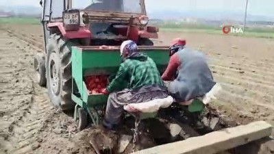 naat -  Patatesin fiyatı 1,5 liraya kadar düşer  Videosu