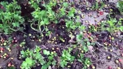 erik agaci -  Hatay’da hasadı yaklaşan eriğe dolu darbesi Videosu