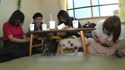 : 'Kedi kafelerden' sonra yeni moda 'domuz kafe': Japonlar domuz severek rahatlıyor
