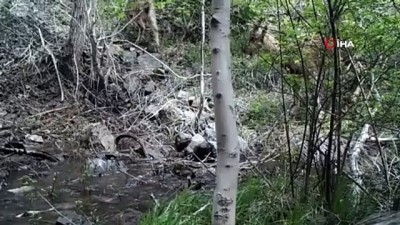 vasaklar -  Biyolog Evren Buğa: “ Vaşağın yaban keçilerine saldırma görüntüsü gerçekten çok önemli bir video”  Videosu