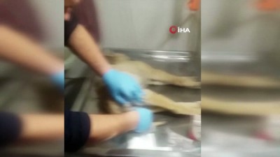 iskence -  Köpeği yaralayıp çöpe attı, “Tavuklarıma saldırdı” dedi  Videosu