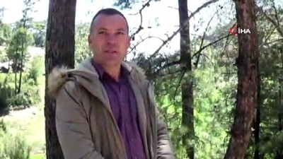termik santral -  Marçal Dağlarında çam ağaçları kuruyor Videosu