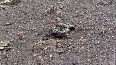domuz avi - Vaşağın avlanma anı görüntülendi - ERZİNCAN  Videosu