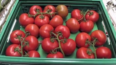 Teknolojik serada üretilen domatesler Avrupa'ya satılıyor - AFYONKARAHİSAR 