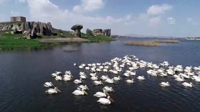 karahisar - Frigya'nın yeni konukları 'Pelikanlar' oldu - AFYONKARAHİSAR  Videosu