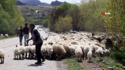kamera -  Koyun sürüsü karayoluna çıktı, sürücüler ne yapacağını şaşırdı...O anlar kamerada  Videosu