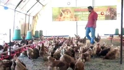 organik yumurta -  Tavuklar Müslüm Baba ile kavgayı bıraktı, yumurtlamaya başladı  Videosu