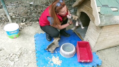 sokak kopekleri - Her gün 500 köpeği besliyorlar - ANKARA  Videosu