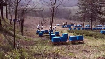 Denetimli serbestlik hükümlüleri adaçayı fidesi dikti - DÜZCE