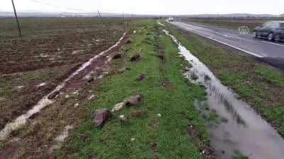 gocmen kus - Diyarbakır göç yolunda şahinlere ev sahipliği yapıyor  Videosu