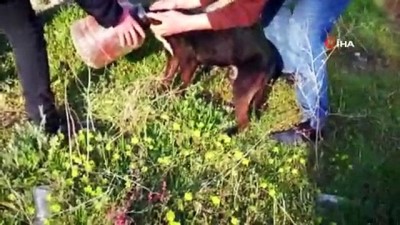 sokak kopegi - Kafası bidona sıkışan köpek ölümden döndü  Videosu