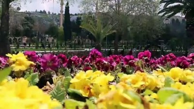 hukumdar - Balıklıgöl Yerleşkesi'nde ilkbahar güzelliği -ŞANLIURFA  Videosu