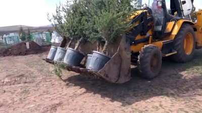 Yardım paralarıyla köy mezarlığı ağaçlandırılıyor - SİVAS
