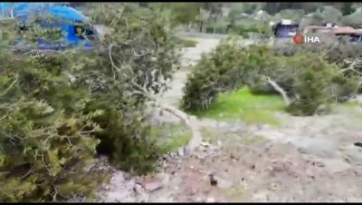 ekolojik -  Akbük sahilindeki onlarca ağaç katledildi  Videosu