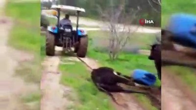 yildirim carpmasi -  Ölen yavrusunu sürükleyen traktörün peşini bırakmadı...İneğin traktörün arkasından koştuğu duygusal anlar kamerada  Videosu