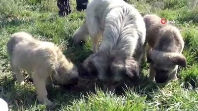yasam mucadelesi -  Sokak hayvanlarına aile şefkatiyle bakıyorlar  Videosu